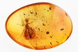 Detailed Fossil Winged Ant (Myrmicinae) In Baltic Amber #381221-1